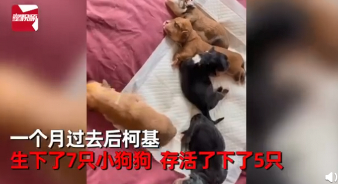 柯基犬意外怀孕找不着孩子他爸，生下来5只小狗竟然5个品种？