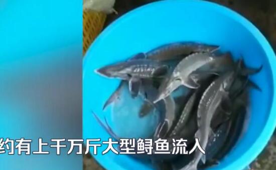心疼！暴雨后千万斤鲟鱼从甘肃流入四川 渔民辛苦养殖的大型鲟鱼流入白龙湖