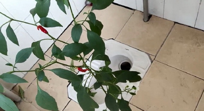 “甜的掉牙!”宿舍衣柜惊现蜂窝学生分食蜂蜜,网友:最惨宿舍入侵物