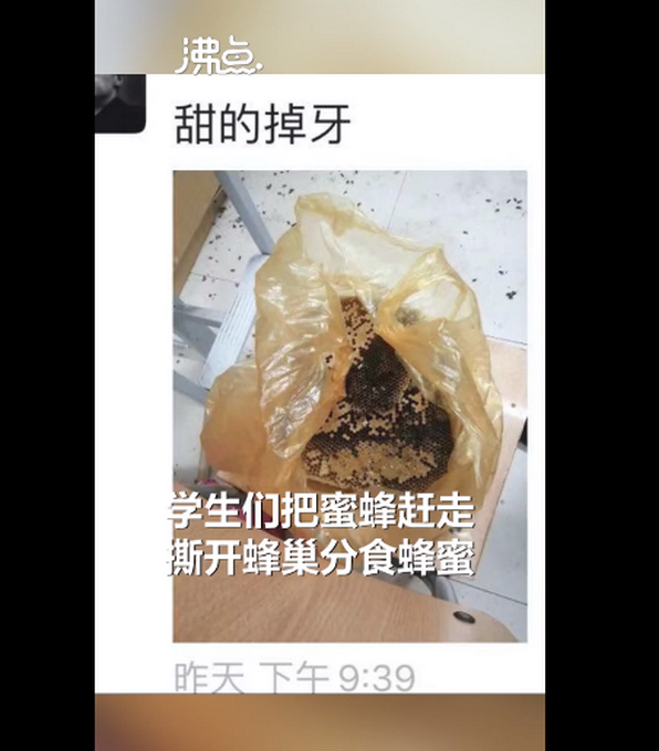 “甜的掉牙!”宿舍衣柜惊现蜂窝学生分食蜂蜜,网友:最惨宿舍入侵物