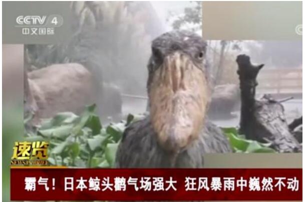 气场强大！日本鲸头鹳狂风暴雨中一动不动 不惧暴雨，不畏疾风