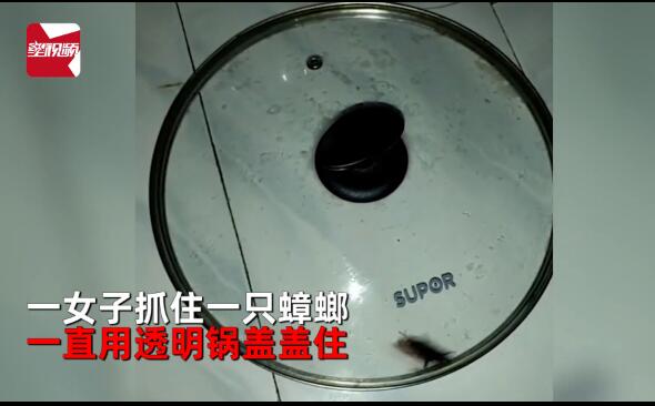 打不死的小强！蟑螂被盖在锅盖下20天 不吃不喝20天的生存之道成迷