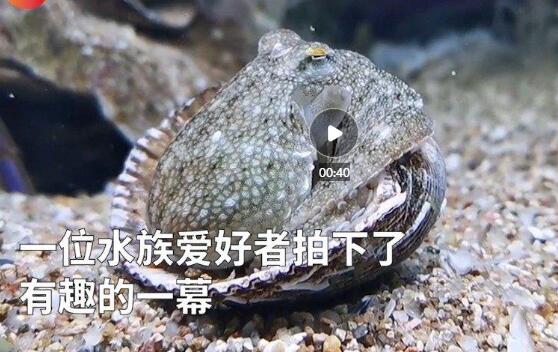 动手小天才！章鱼拆贝壳当房门求安全感有趣一幕