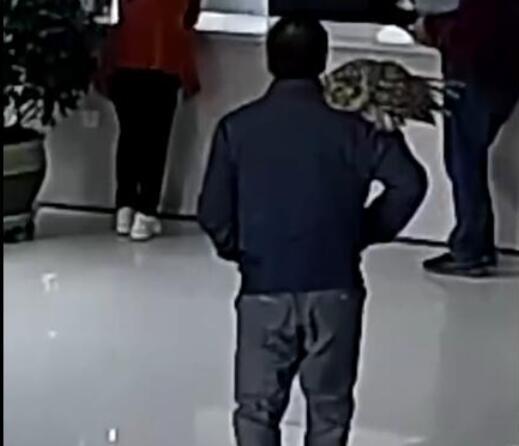 气质拿捏的死死的!男子捡到猫头鹰肩扛送派出所 走出大哥的步伐!