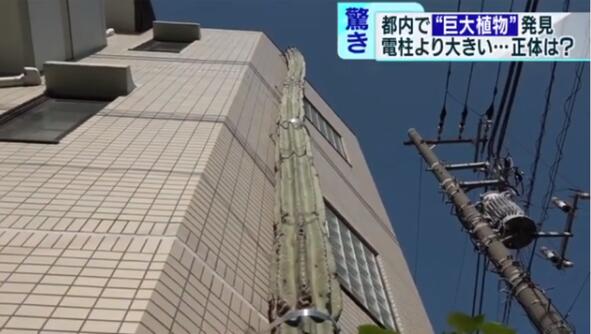 【吃瓜围观】日本街头仙人掌长到3层楼高上热搜
