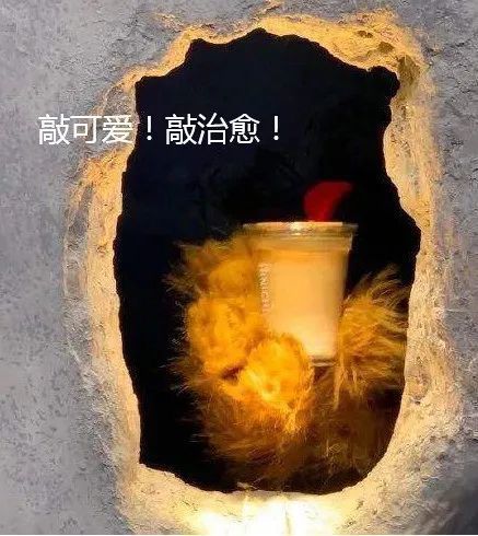 “无接触设计”非面部烧伤人士用熊爪递咖啡，店里咖啡师其实是聋哑人