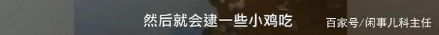 安徽女子河边洗碗遇野生扬子鳄 网友：感觉还挺可爱