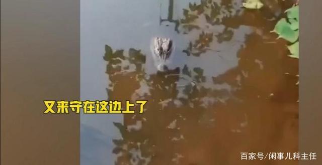 安徽女子河边洗碗遇野生扬子鳄 网友：感觉还挺可爱
