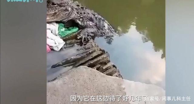 安徽女子河边洗碗遇野生扬子鳄 网友：感觉还挺可爱
