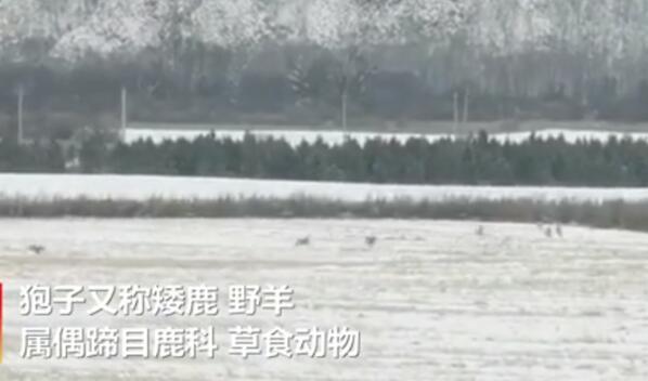 来吧展示！内蒙古23只狍子罕见列队出没 蹦蹦跳跳可爱
