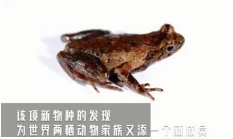 丽水发现全球新物种百山祖角蟾 两栖动物家族又添新成员