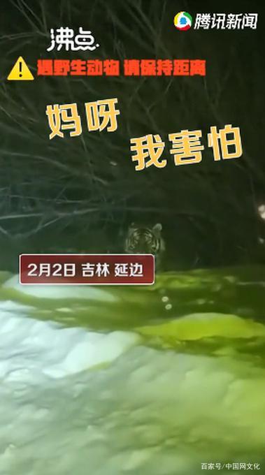 惊魂一幕!女子下班途中偶遇东北虎 让人看得脊背发凉