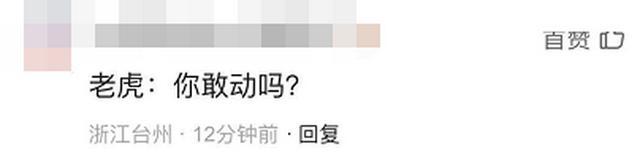惊魂一幕!女子下班途中偶遇东北虎 让人看得脊背发凉