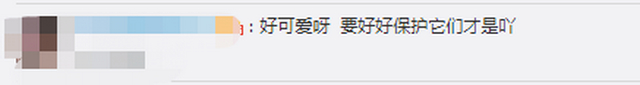 你见过像狗一样大的牛吗？印度微型牛濒临灭绝 
