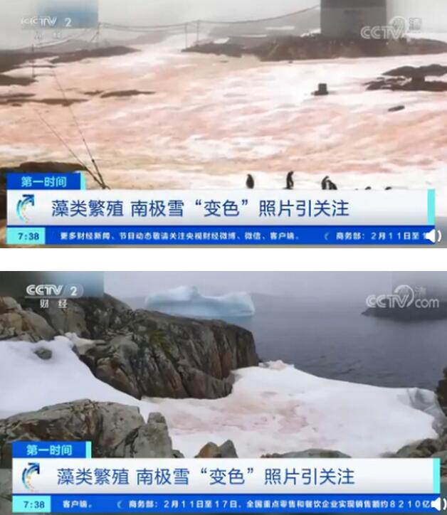 警惕!南极又出现“西瓜雪”，专家道出背后原因