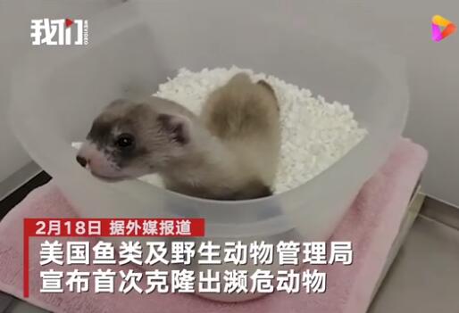 美国首次成功克隆濒危动物 具体是啥情况？