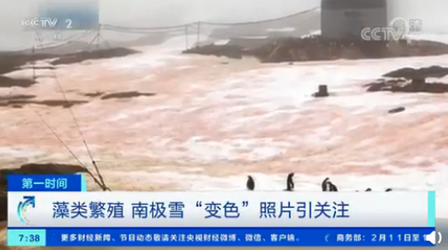 警惕!南极又出现“西瓜雪” 企鹅会有危险吗？