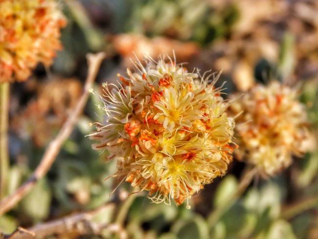 拜登犯难：保护花花草草，还是“摆脱中国依赖”？