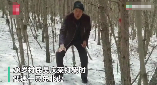 【侥幸逃生】老汉砍柴遇500斤东北虎挥镰刀大叫，以为必死时出现反转
