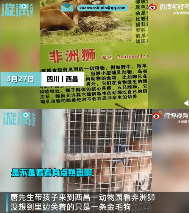 男子在动物园狮笼里发现一只金毛是啥情况?园方回应了吗?