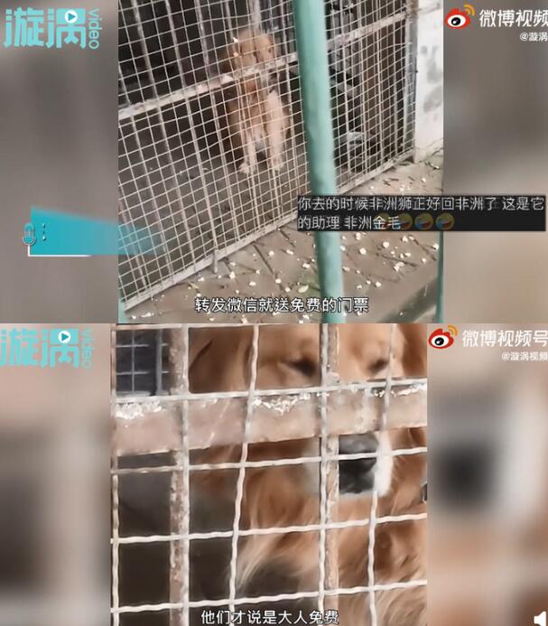 男子在动物园狮笼里发现一只金毛是啥情况?园方回应了吗?