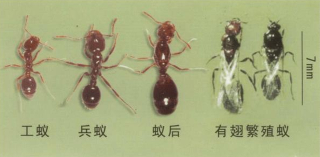 红火蚁已传播至我国435个县市区,红火蚁到底有多恐怖?