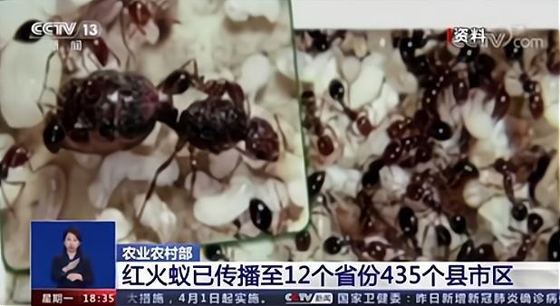 红火蚁已传播至我国435个县市区,红火蚁到底有多恐怖?