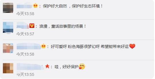 童话故事里的场景！广东南澳岛现5只粉色海豚