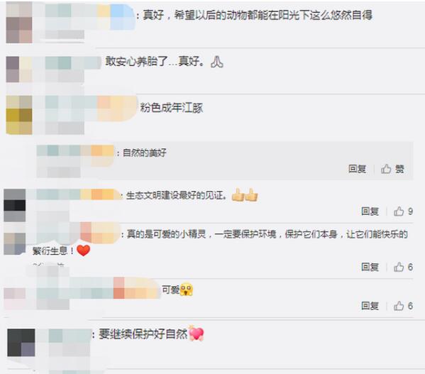 比大熊猫稀缺！无人机意外拍到怀孕江豚