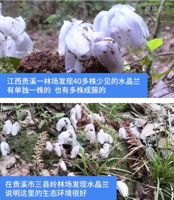 江西一林场发现奇特花朵在幽暗处能发光，名字曝光让人惊艳