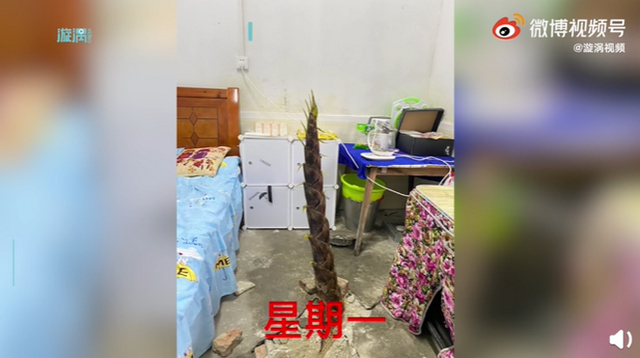 真的是“笋到家”了!宿舍水泥地裂缝竟长出4米高竹笋