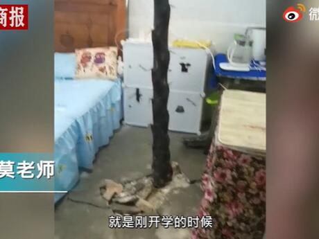 夺笋呐！宿舍水泥地裂缝长4米高竹笋 这次真是笋到家了