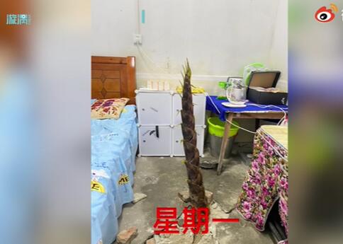 夺笋呐！宿舍水泥地裂缝长4米高竹笋 这次真是笋到家了