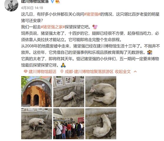 14岁的“猪坚强”情况很糟，博物馆称将考虑实施安乐死……