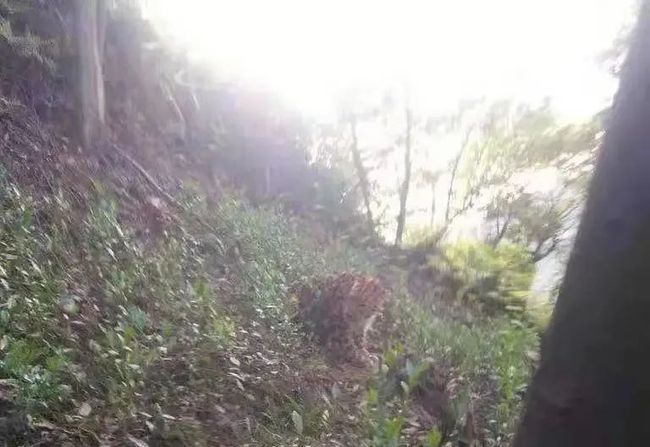 【抓捕中】杭州野生动物世界3只金钱豹外逃,目前已捕获追回一只