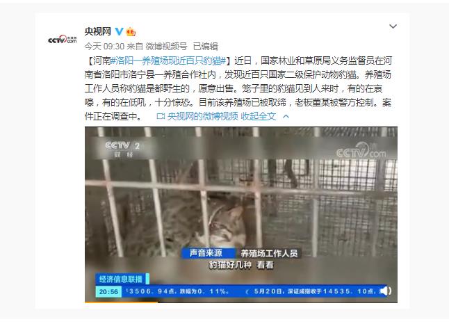 河南洛阳一养殖场现近百只豹猫 系国家二级保护动物