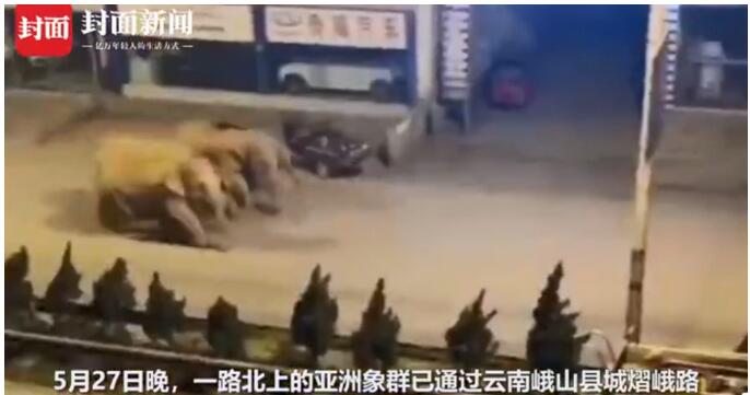 云南15头大象罕见向北迁移！已走了大半年，网友：马上到昆明了！