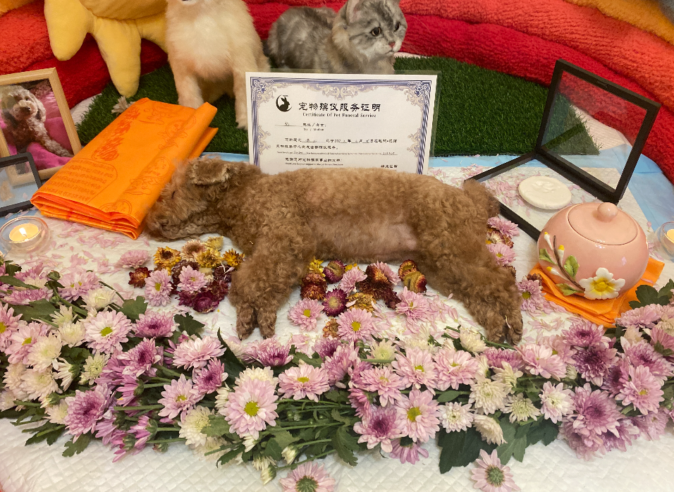 12万医疗费救不回我的小猫，它值得一场体面的葬礼