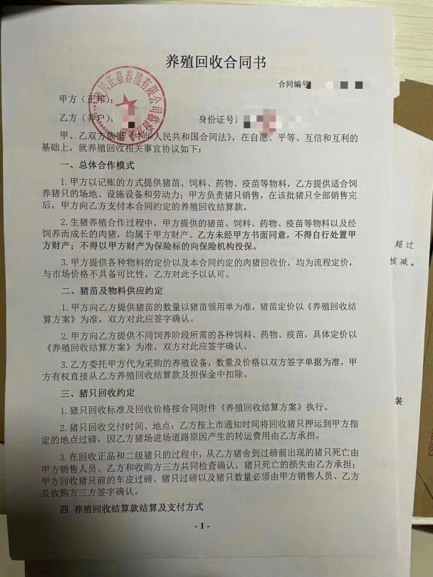一个正邦代养户决定等猪饿死