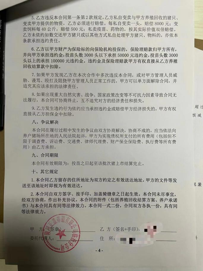 一个正邦代养户决定等猪饿死