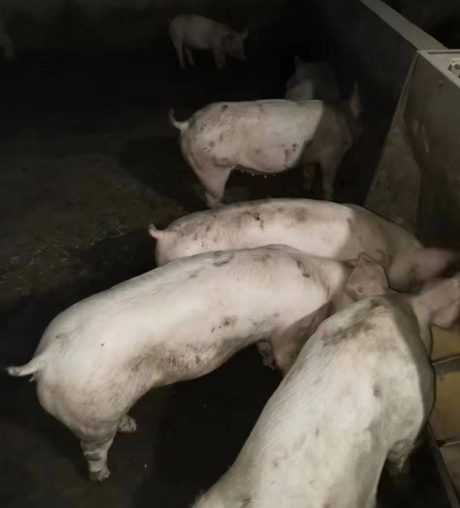 一个正邦代养户决定等猪饿死