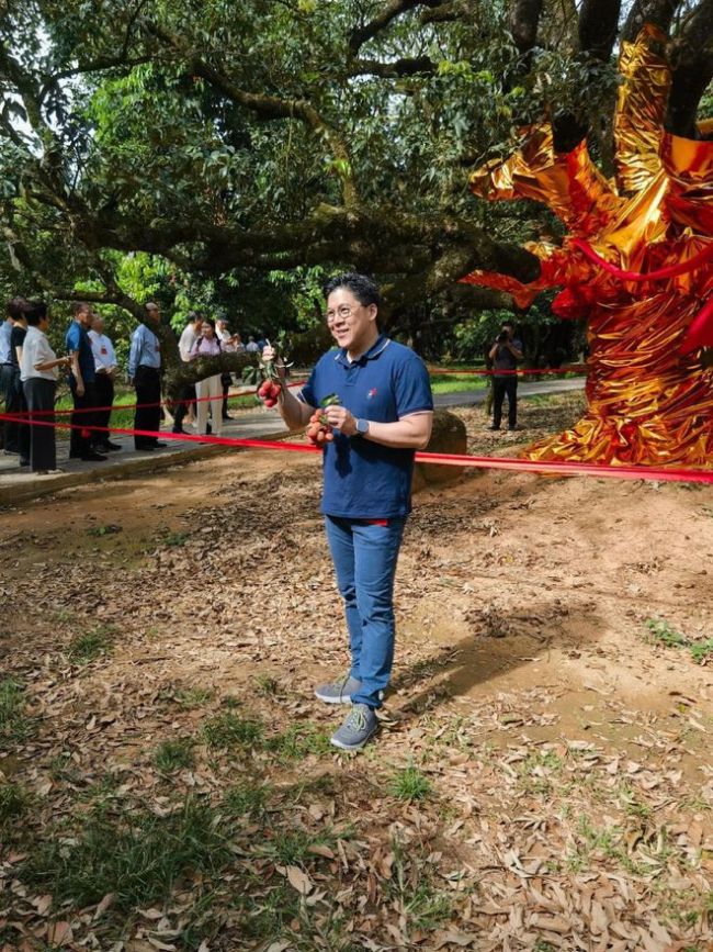 哈哈哈哈！接地气！霍启刚爬树摘荔枝 开心大笑