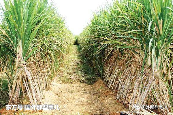 甘蔗地发现3具尸体 全遭人残忍杀害