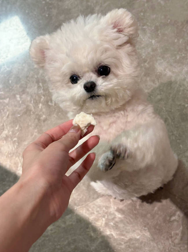 王玉雯更新生活随拍 与雪白大狗自拍合影状态惬意